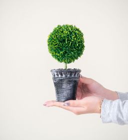 S/2 D4x9.5" Mini Faux Topiaries in Black Pot